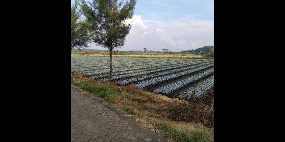 Tanah Murah SHM Strategis 0 Jalan Raya di Probolinggo Tanah Murah SHM Strategis 0 Jalan Raya di Probolinggo