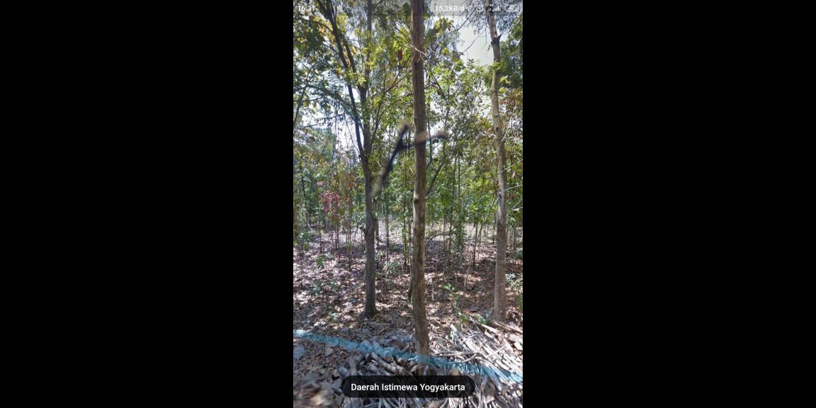 Pekarangan luas di gamping, investasi sangat cocok Pekarangan luas di gamping, investasi sangat cocok