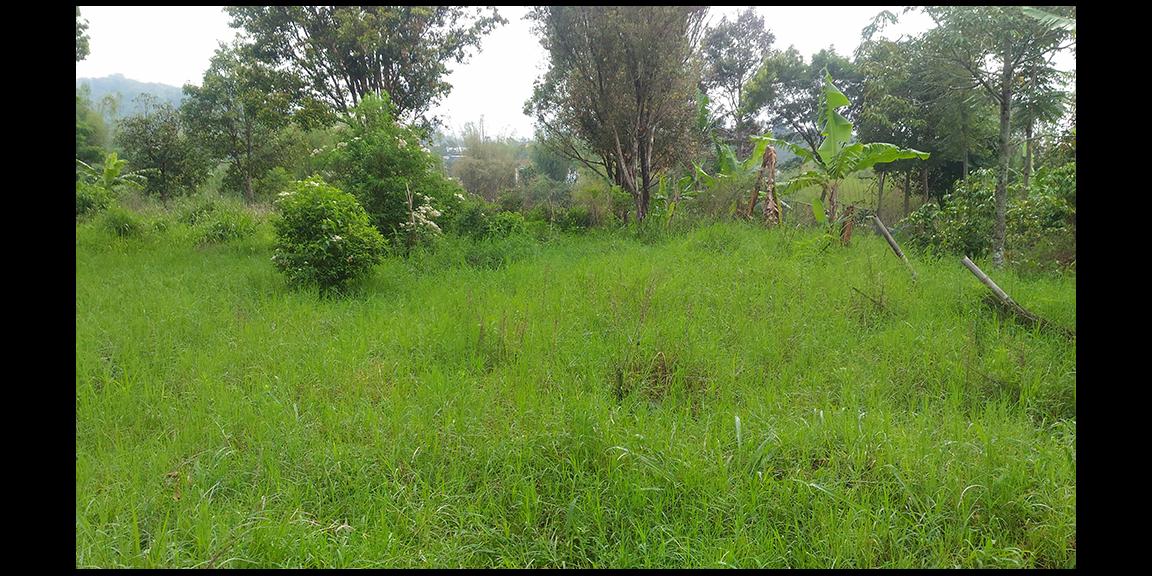 TANAH MATANG KAWASAN CIUMBULEUIT BANDUNG TANAH MATANG KAWASAN CIUMBULEUIT BANDUNG