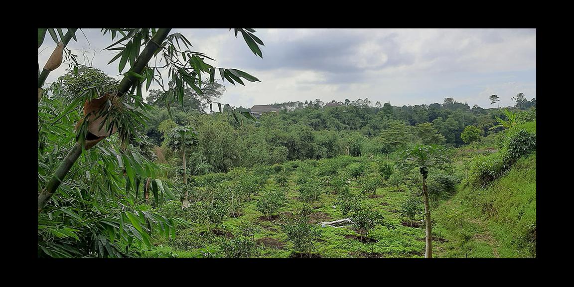 TANAH MATANG KAWASAN CIUMBULEUIT BANDUNG TANAH MATANG KAWASAN CIUMBULEUIT BANDUNG