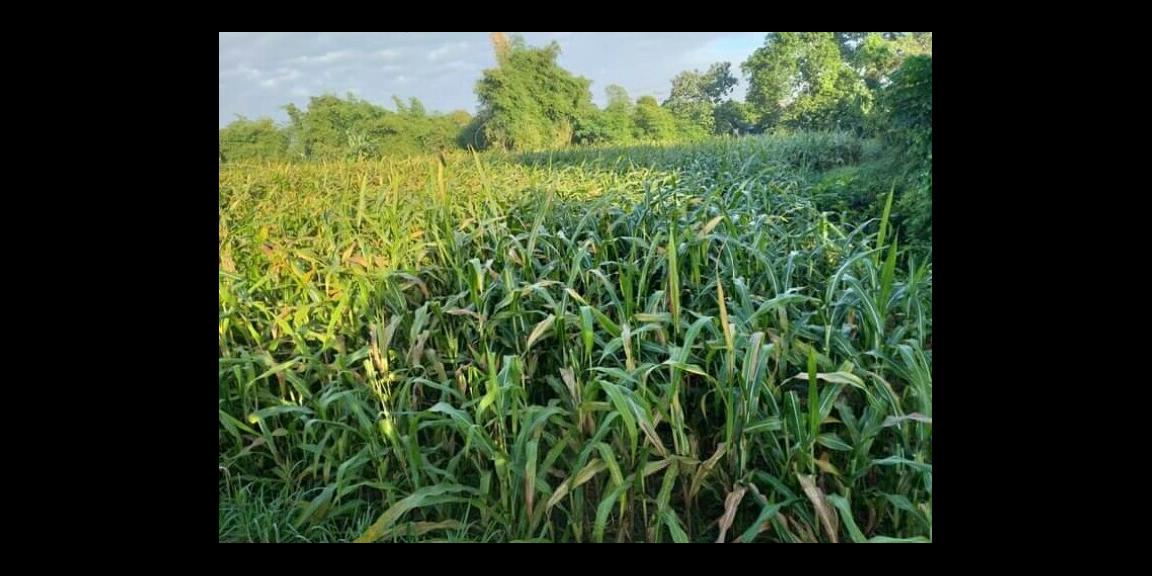 BU Segera, Tanah Dijual Cepat Bendogerit, Sananwetan Kota Blitar harga 4jt/ru (nego) BU Segera, Tanah Dijual Cepat Bendogerit, Sananwetan Kota Blitar harga 4jt/ru (nego)