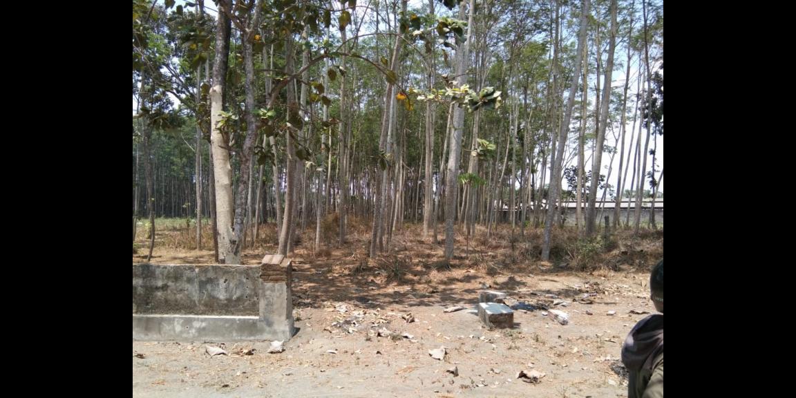 Dijual Tanah Ponggok Blitar bonus sengon Harga nego Dijual Tanah Ponggok Blitar bonus sengon Harga nego