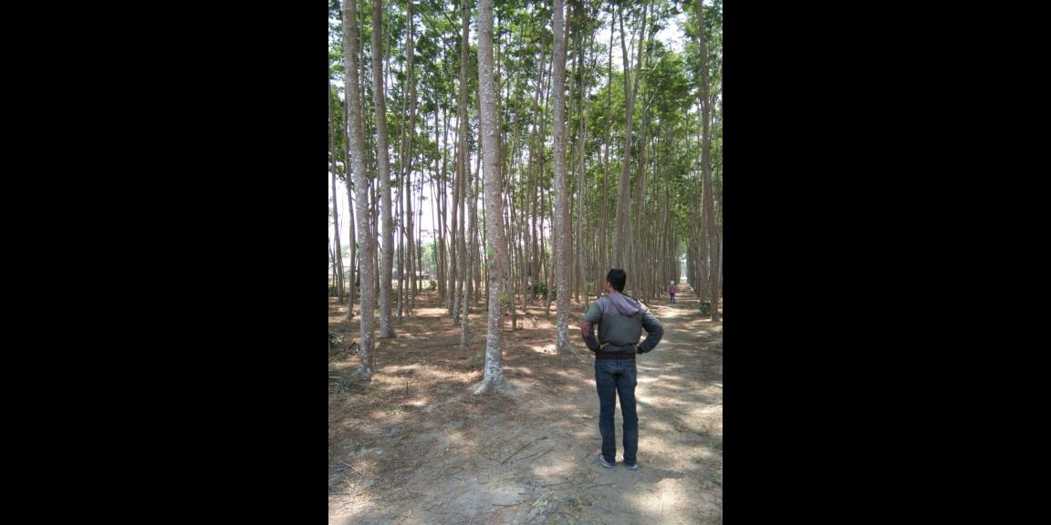 Dijual Tanah Ponggok Blitar bonus sengon Harga nego Dijual Tanah Ponggok Blitar bonus sengon Harga nego