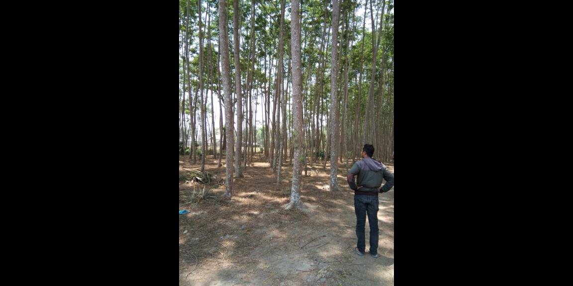 Dijual Tanah Ponggok Blitar bonus sengon Harga nego Dijual Tanah Ponggok Blitar bonus sengon Harga nego