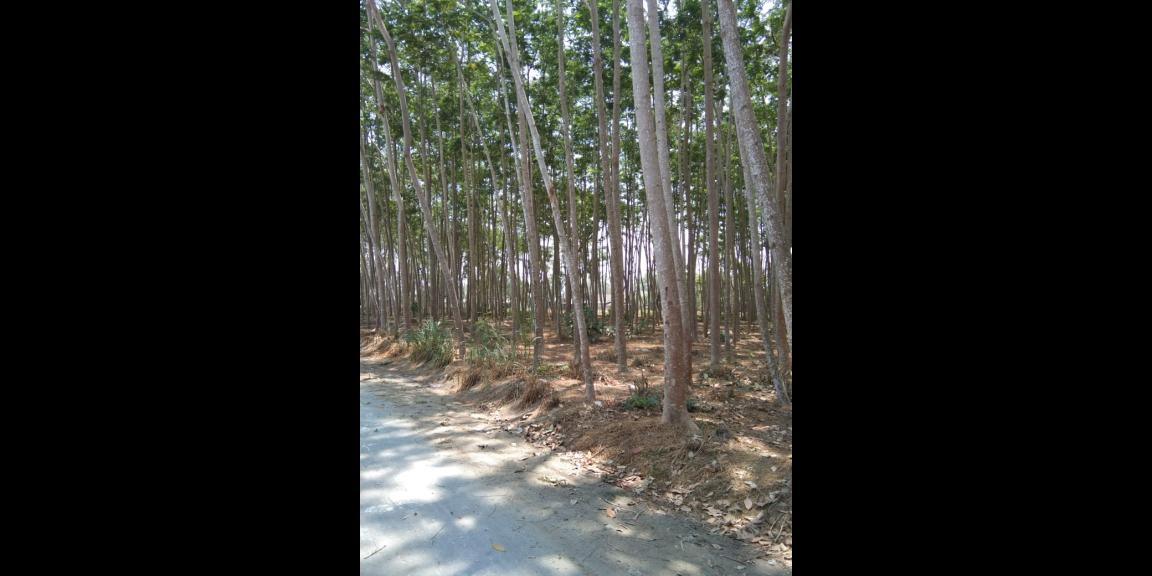 Dijual Tanah Ponggok Blitar bonus sengon Harga nego Dijual Tanah Ponggok Blitar bonus sengon Harga nego