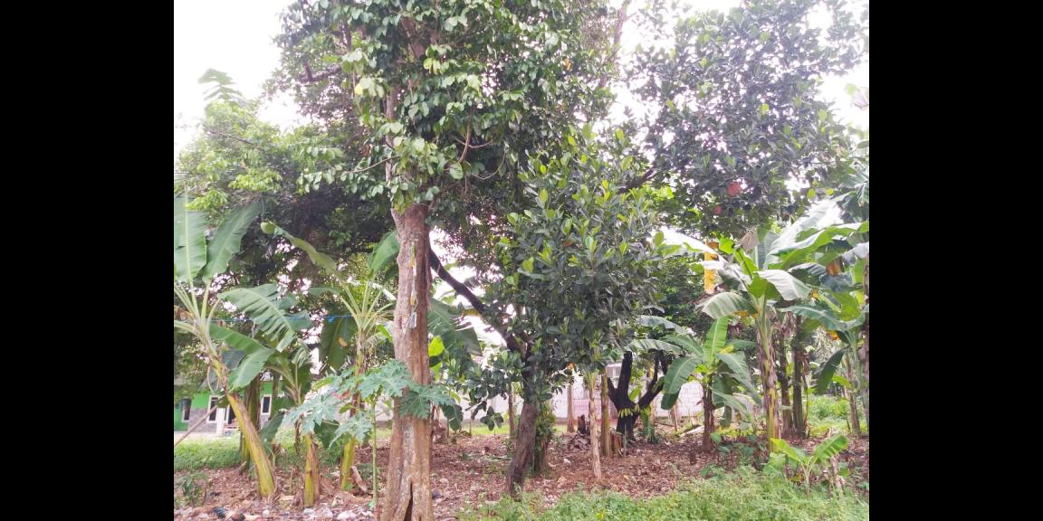 Tanah Dijual Murah Dekat Jl. Mercedes Benz dan Pintu Tol Cimanggis-Cikeas Bogor Tanah Dijual Murah Dekat Jl. Mercedes Benz dan Pintu Tol Cimanggis-Cikeas Bogor