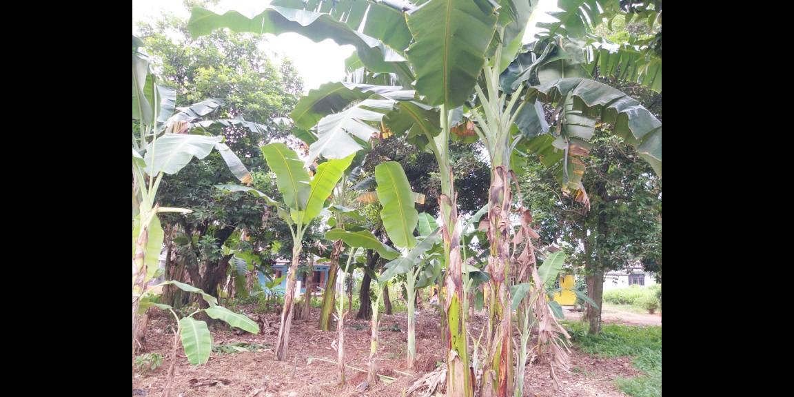 Tanah Dijual Murah Dekat Jl. Mercedes Benz dan Pintu Tol Cimanggis-Cikeas Bogor Tanah Dijual Murah Dekat Jl. Mercedes Benz dan Pintu Tol Cimanggis-Cikeas Bogor