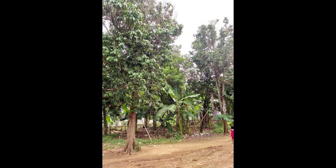 Tanah Dijual Murah Dekat Jl. Mercedes Benz dan Pintu Tol Cimanggis-Cikeas Bogor Tanah Dijual Murah Dekat Jl. Mercedes Benz dan Pintu Tol Cimanggis-Cikeas Bogor