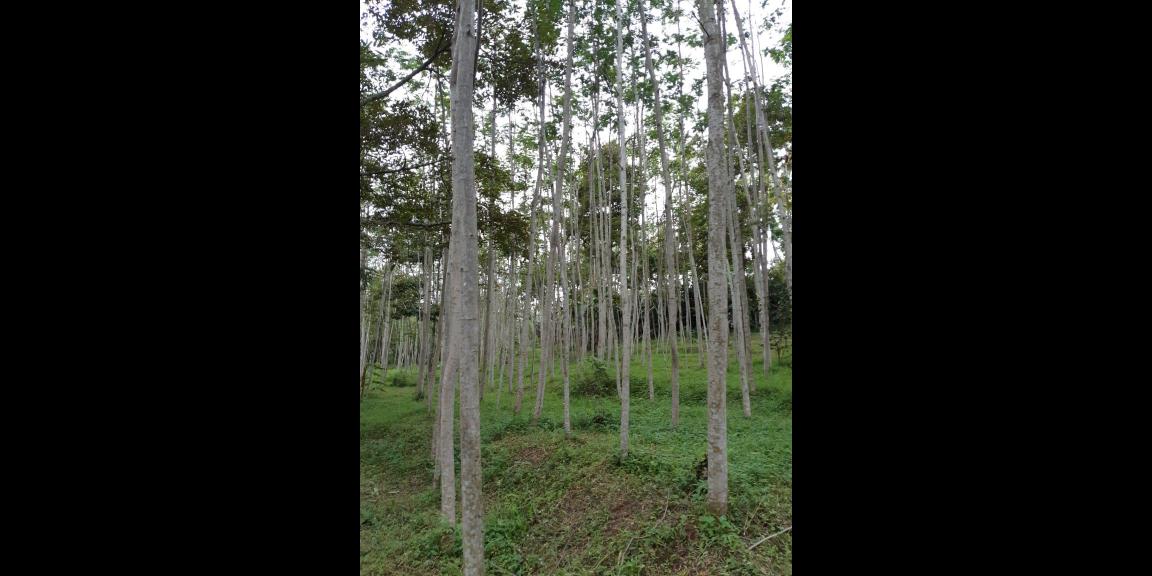 Dijual Cepat tanah Wonosalam Jombang 200rb/m2 Dijual Cepat tanah Wonosalam Jombang 200rb/m2