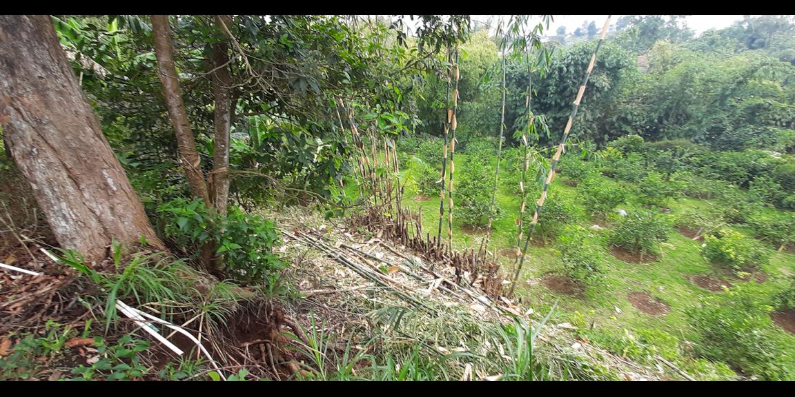TANAH DI KAWASAN CIUMBULEUIT BANDUNG TANAH DI KAWASAN CIUMBULEUIT BANDUNG