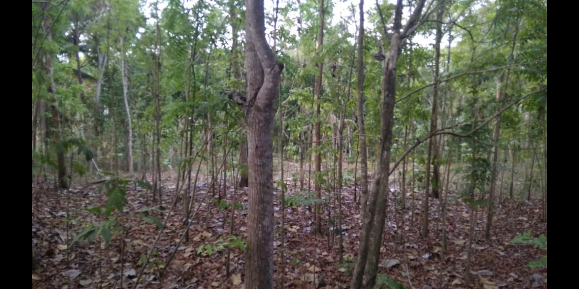 PROFIT 30% PER TAHUN TANAH DI DEKAT JALAN WATES KM 7 PROFIT 30% PER TAHUN TANAH DI DEKAT JALAN WATES KM 7