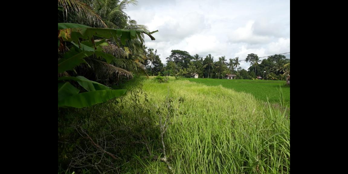 Dijual tanah di jalan utama Kedewatan ubud Dijual tanah di jalan utama Kedewatan ubud