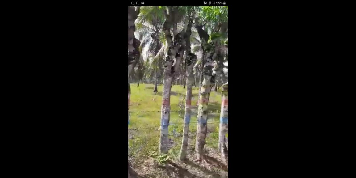 Tanah Kebun berisi Pohon Kelapa Di Kabupaten Gorontalo Tanah Kebun berisi Pohon Kelapa Di Kabupaten Gorontalo