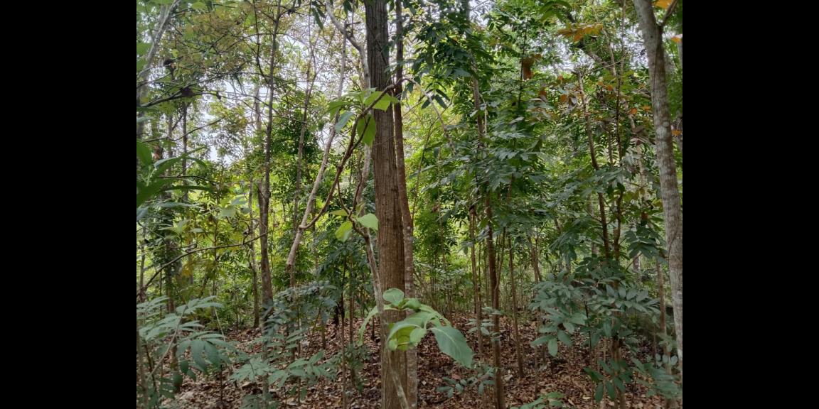 Pekarangan luas di gamping, investasi sangat cocok Pekarangan luas di gamping, investasi sangat cocok