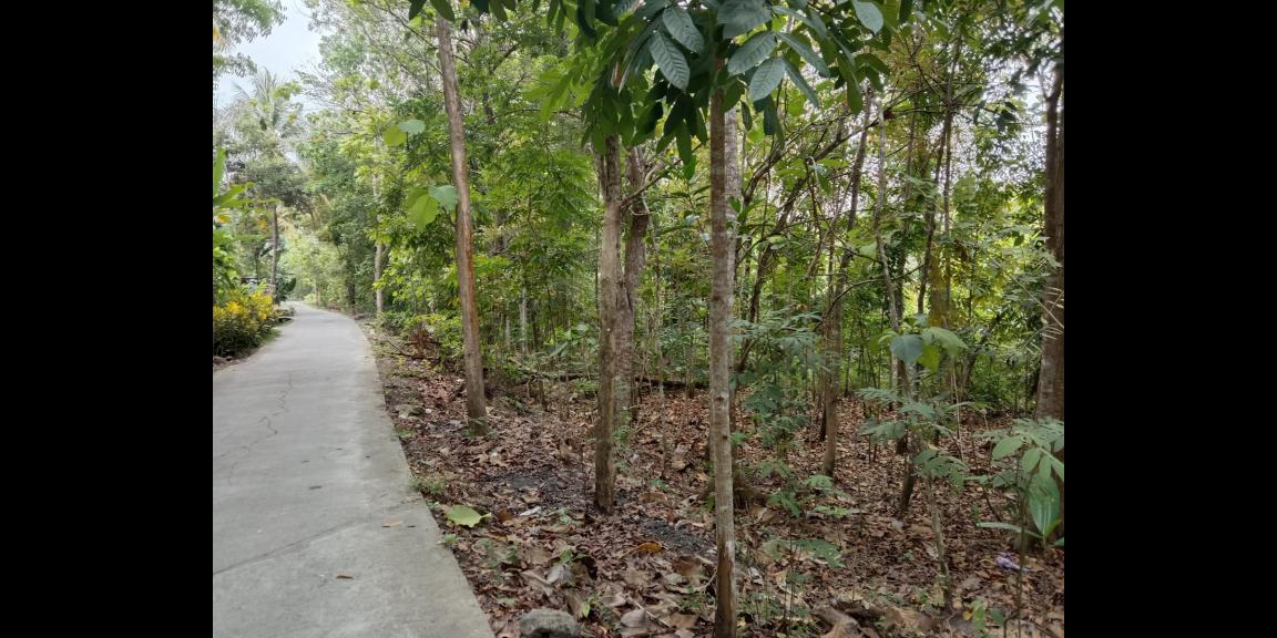 Pekarangan luas di gamping, investasi sangat cocok Pekarangan luas di gamping, investasi sangat cocok