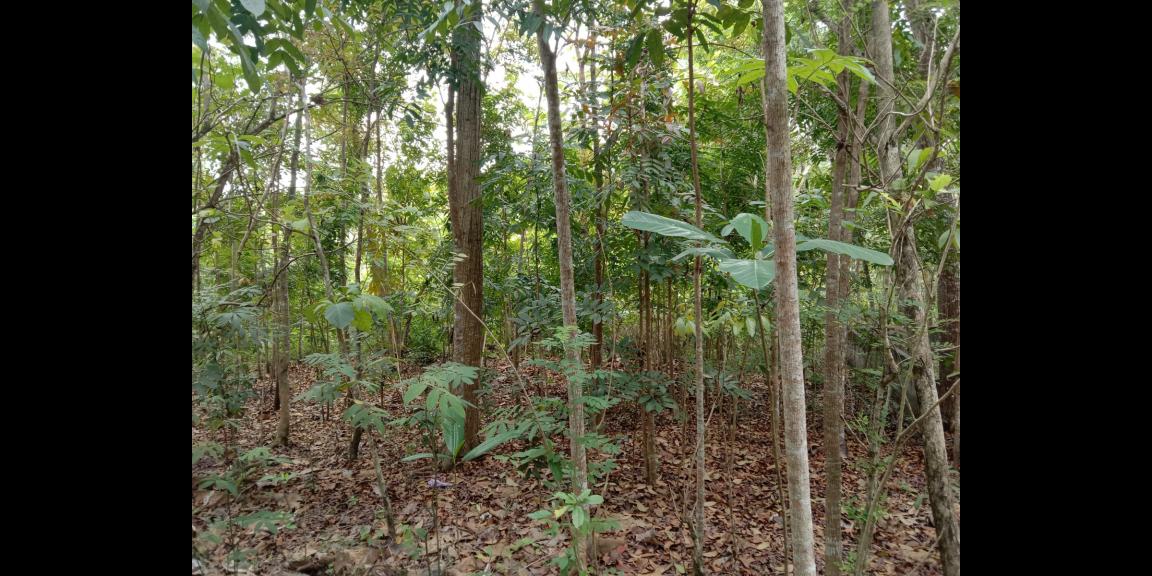 Dijual tanah di Balecatur Sleman Dijual tanah di Balecatur Sleman