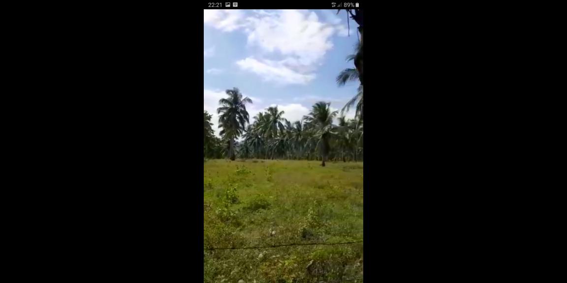 Tanah Kebun berisi Pohon Kelapa Di Kabupaten Gorontalo Tanah Kebun berisi Pohon Kelapa Di Kabupaten Gorontalo