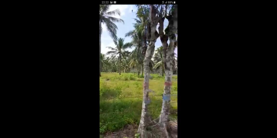 Tanah Kebun berisi Pohon Kelapa Di Kabupaten Gorontalo Tanah Kebun berisi Pohon Kelapa Di Kabupaten Gorontalo