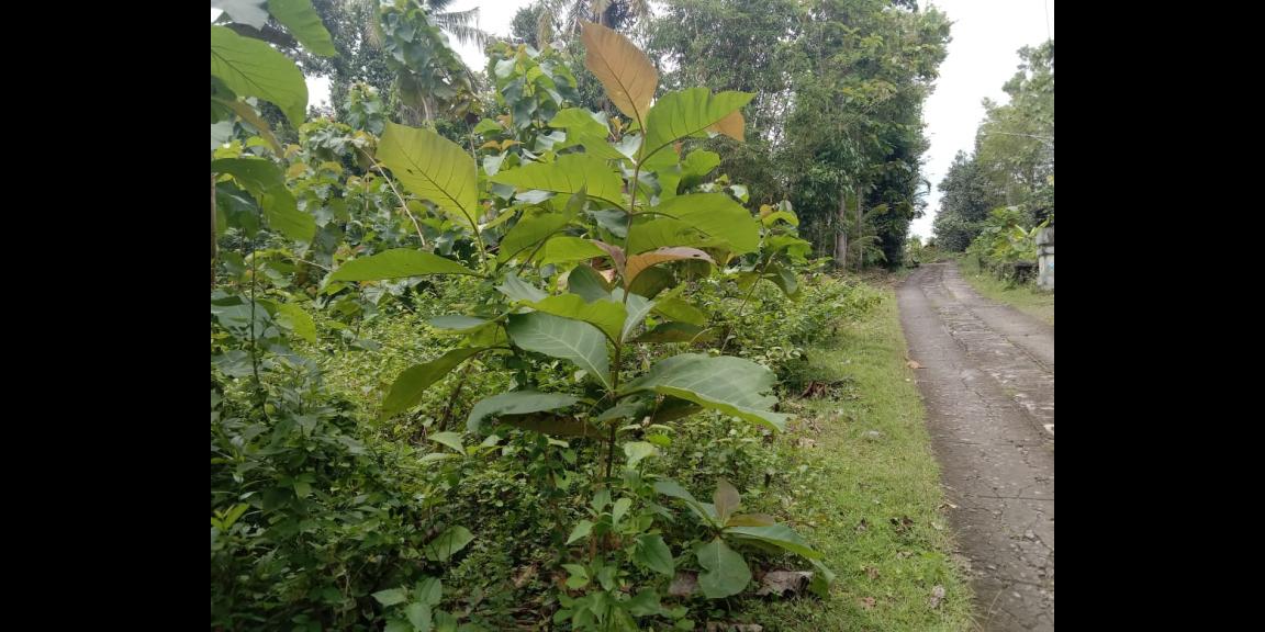 TANAH PEKARANGAN MURAH di sedayu TANAH PEKARANGAN MURAH di sedayu