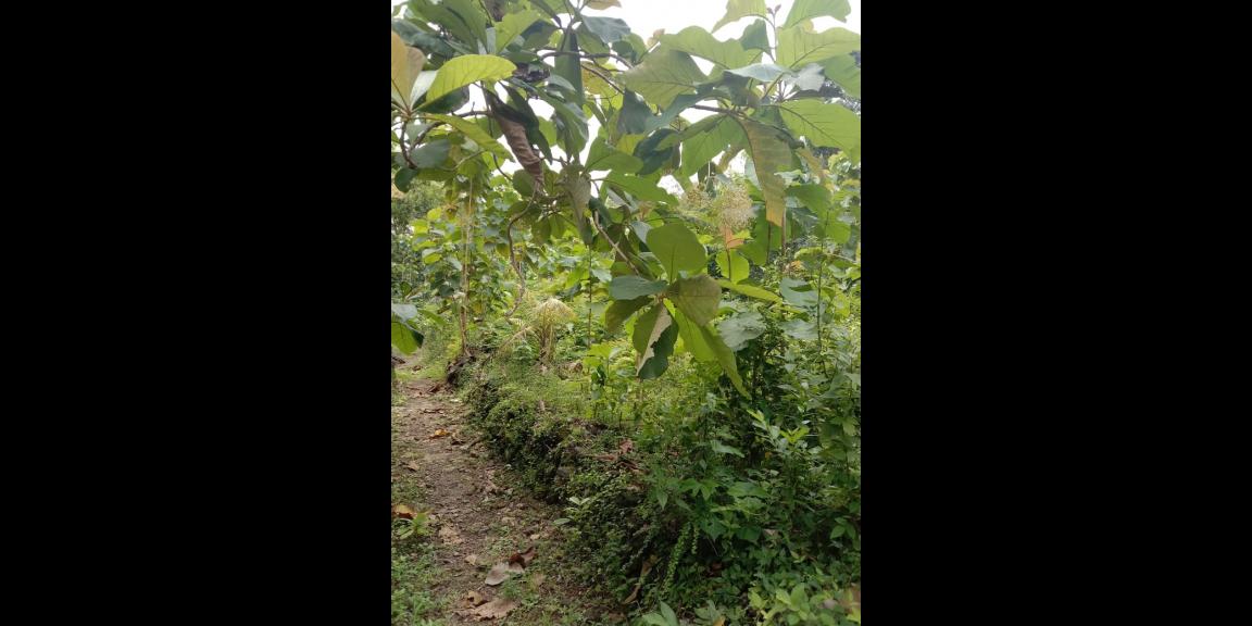 TANAH PEKARANGAN MURAH di sedayu TANAH PEKARANGAN MURAH di sedayu