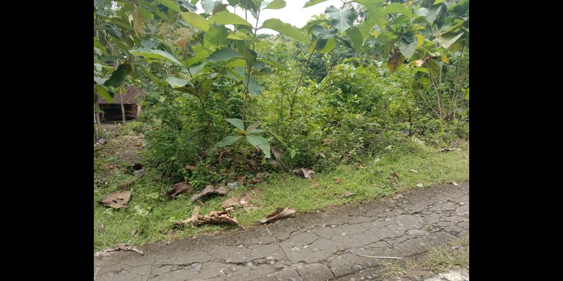 TANAH PEKARANGAN MURAH di sedayu TANAH PEKARANGAN MURAH di sedayu