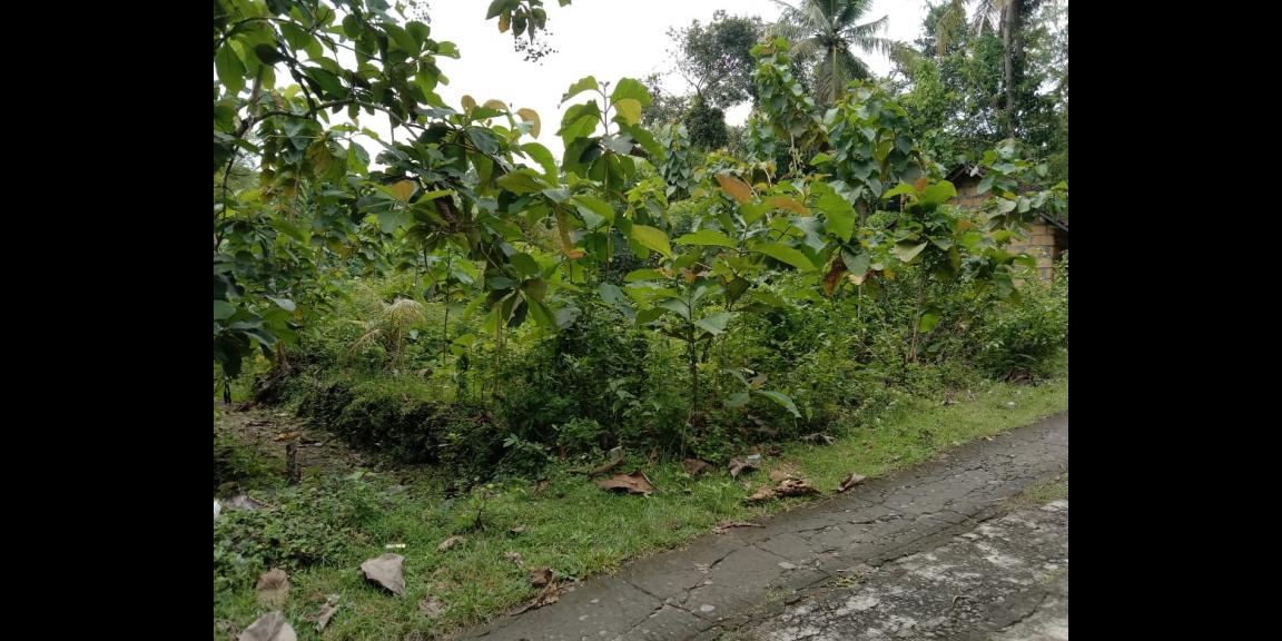 TANAH PEKARANGAN MURAH di sedayu TANAH PEKARANGAN MURAH di sedayu