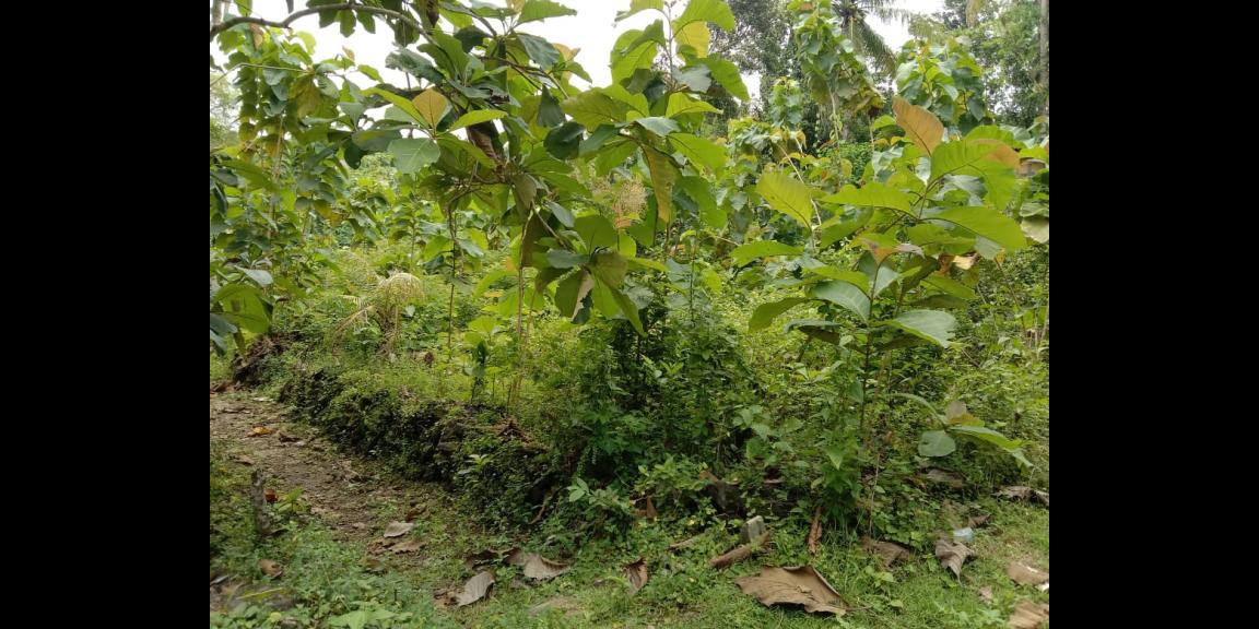 TANAH PEKARANGAN MURAH di sedayu TANAH PEKARANGAN MURAH di sedayu