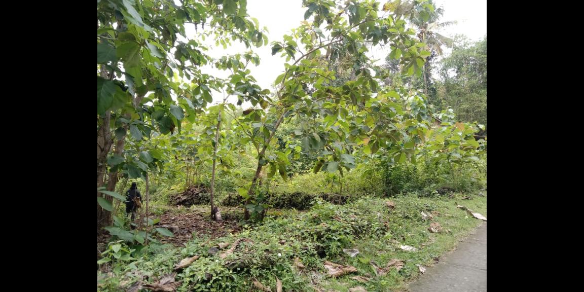 TANAH PEKARANGAN MURAH di sedayu TANAH PEKARANGAN MURAH di sedayu