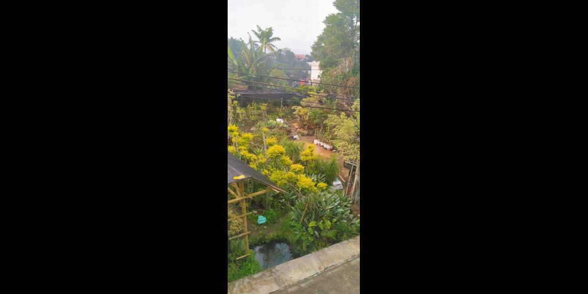Di jual Tanah Luas 964 m² Jln Kubang Cibodas Puncak Di jual Tanah Luas 964 m² Jln Kubang Cibodas Puncak