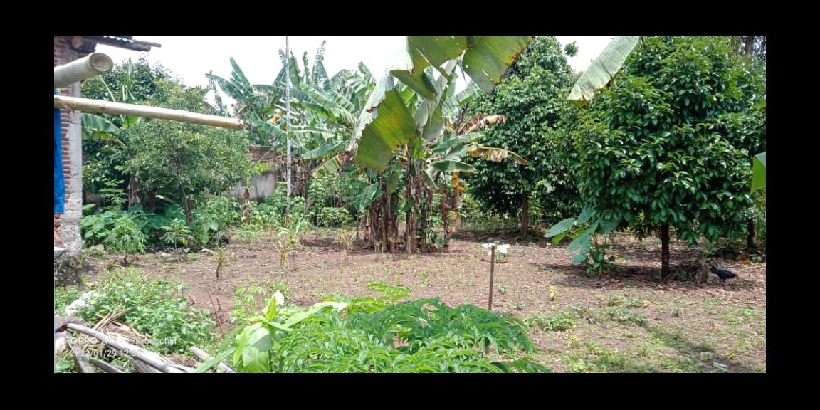 Dijual Tanah 1050 m2 SHM di Jl Lesanpura 62 Purwokerto Selatan Jawa Tengah harga 2,25 M (Nego) Dijual Tanah 1050 m2 SHM di Jl Lesanpura 62 Purwokerto Selatan Jawa Tengah harga 2,25 M (Nego)