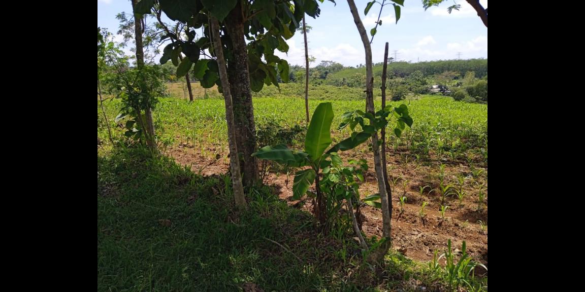 Dijual Tanah 11 Hektar Karanganyar Dijual Tanah 11 Hektar Karanganyar