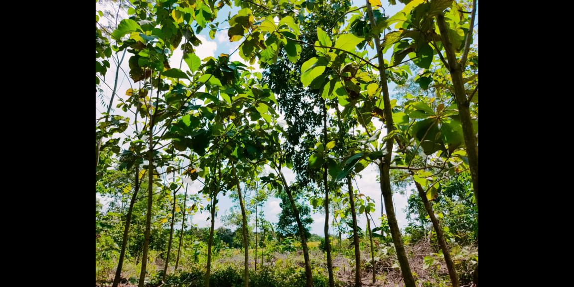 Tanah Kebun Jati 250 Juta Mojogedang Karanganyar Tanah Kebun Jati 250 Juta Mojogedang Karanganyar