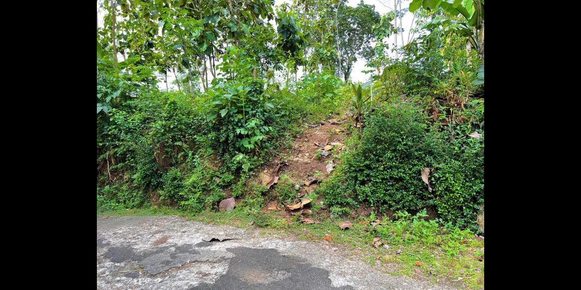 Tanah Kebun Jati 250 Juta Mojogedang Karanganyar Tanah Kebun Jati 250 Juta Mojogedang Karanganyar