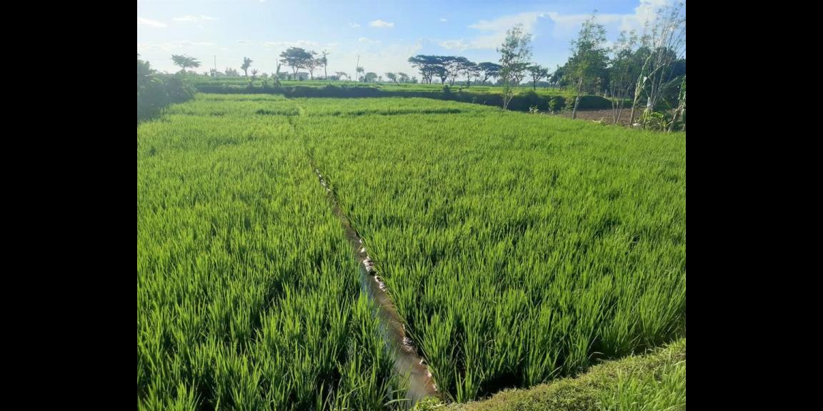 Dijual Tanah Sawah 1165m² 275jt Kedawung Sragen Dijual Tanah Sawah 1165m² 275jt Kedawung Sragen