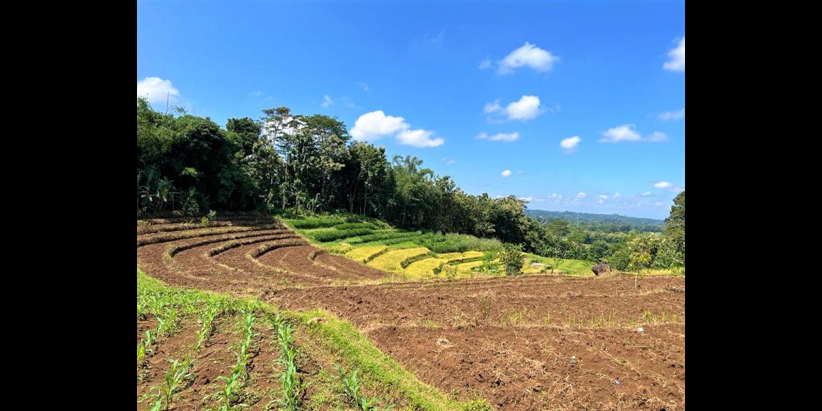 Tanah Kebun Durian Dekat Wisata Kemuning Karanganyar Tanah Kebun Durian Dekat Wisata Kemuning Karanganyar