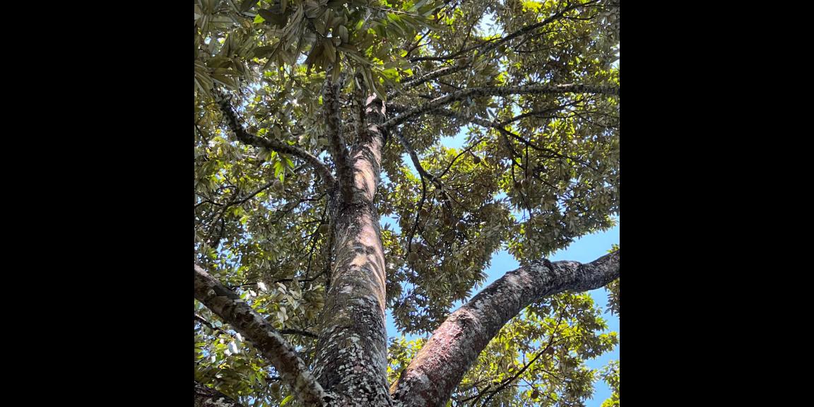 Tanah Kebun Durian Dekat Wisata Kemuning Karanganyar Tanah Kebun Durian Dekat Wisata Kemuning Karanganyar