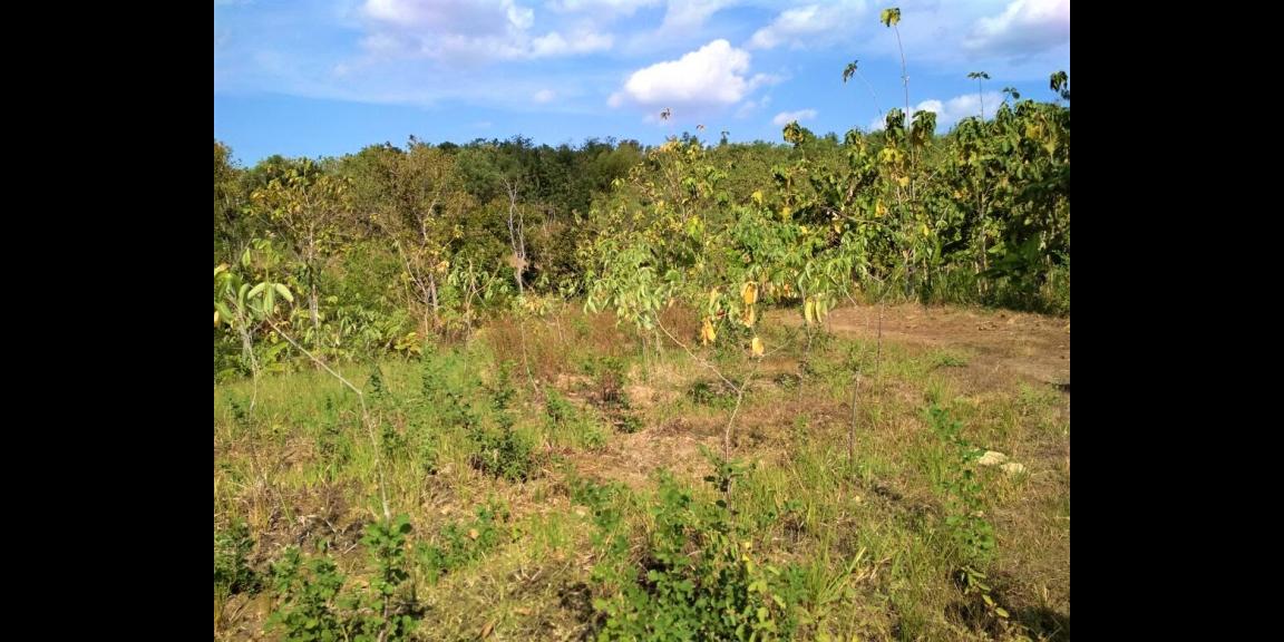 Tanah 17 Hektar Mojogedang Karanganyar Tanah 17 Hektar Mojogedang Karanganyar