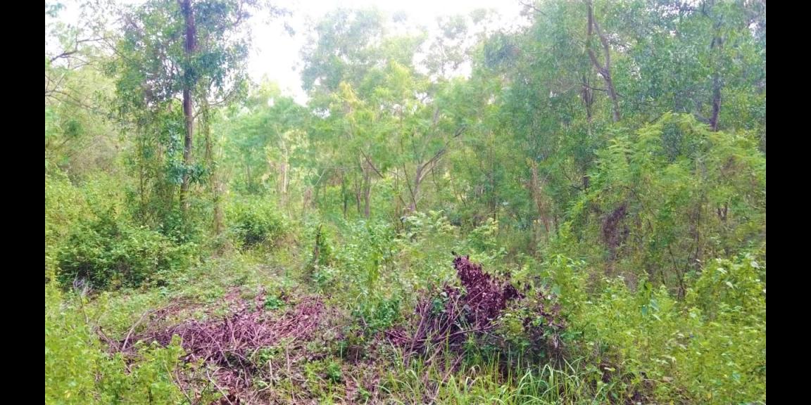 Tanah 17 Hektar Mojogedang Karanganyar Tanah 17 Hektar Mojogedang Karanganyar