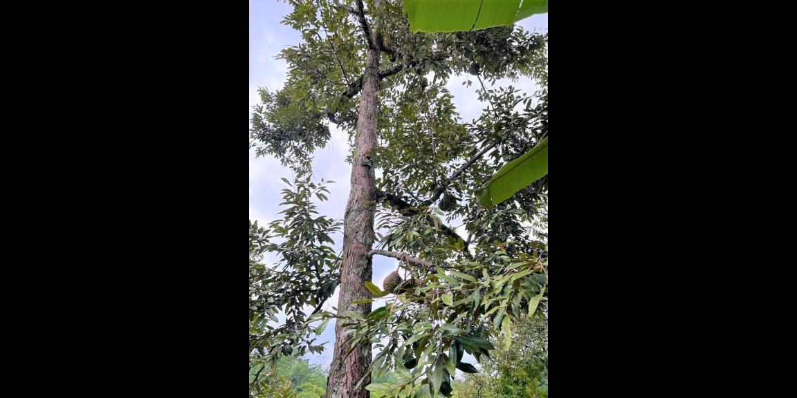 Kebun Durian Bonus Joglo Sederhana Karanganyar Kebun Durian Bonus Joglo Sederhana Karanganyar