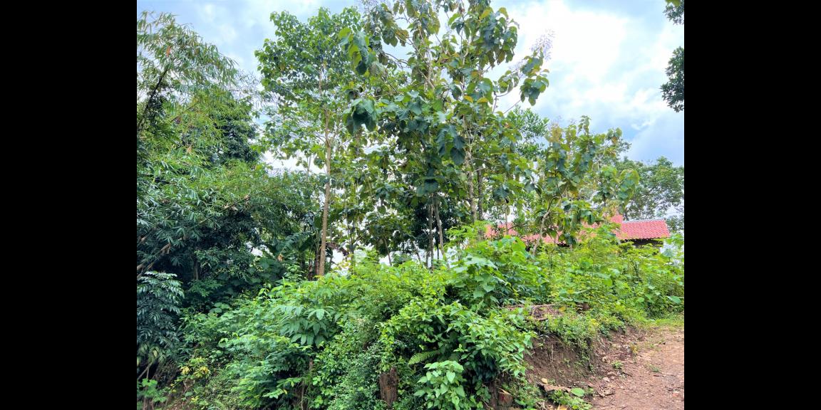 Tanah 417m2 Hanya 125 Juta Mojogedang Karanganyar Tanah 417m2 Hanya 125 Juta Mojogedang Karanganyar