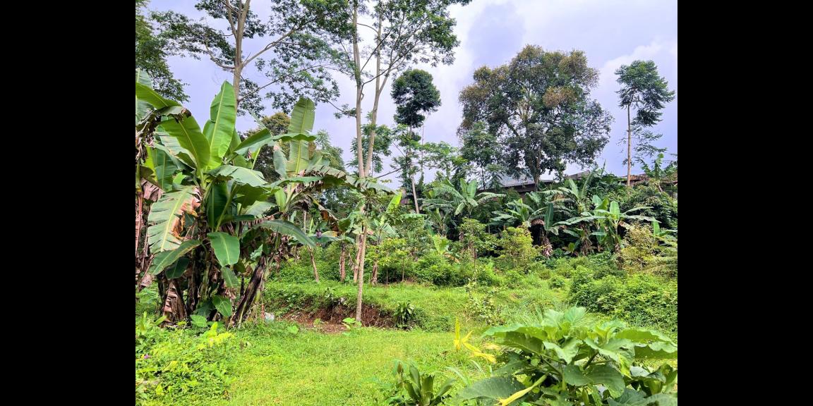 Jual Tanah Dekat Sungai Pegunungan Kemuning Jual Tanah Dekat Sungai Pegunungan Kemuning