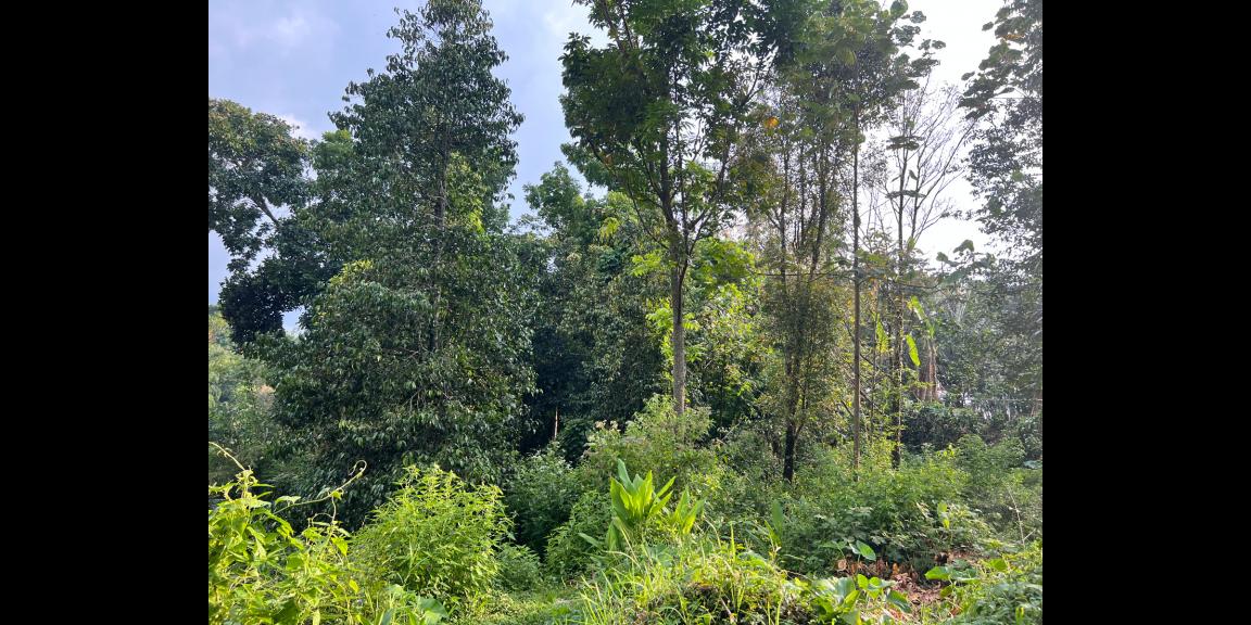 Jual Tanah 1365m2 Kemuning Ngargoyoso Karanganyar Jual Tanah 1365m2 Kemuning Ngargoyoso Karanganyar