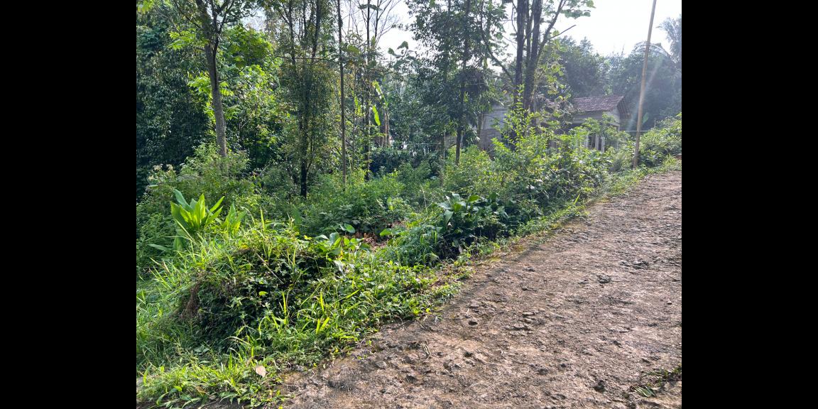 Jual Tanah 1365m2 Kemuning Ngargoyoso Karanganyar Jual Tanah 1365m2 Kemuning Ngargoyoso Karanganyar