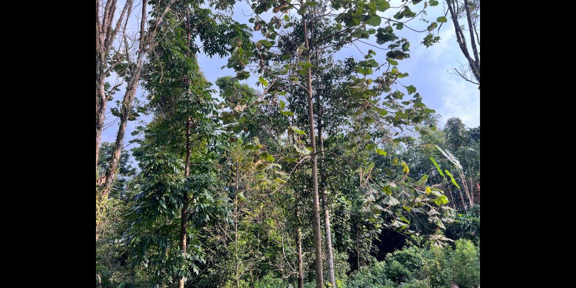 Jual Tanah 1365m2 Kemuning Ngargoyoso Karanganyar Jual Tanah 1365m2 Kemuning Ngargoyoso Karanganyar