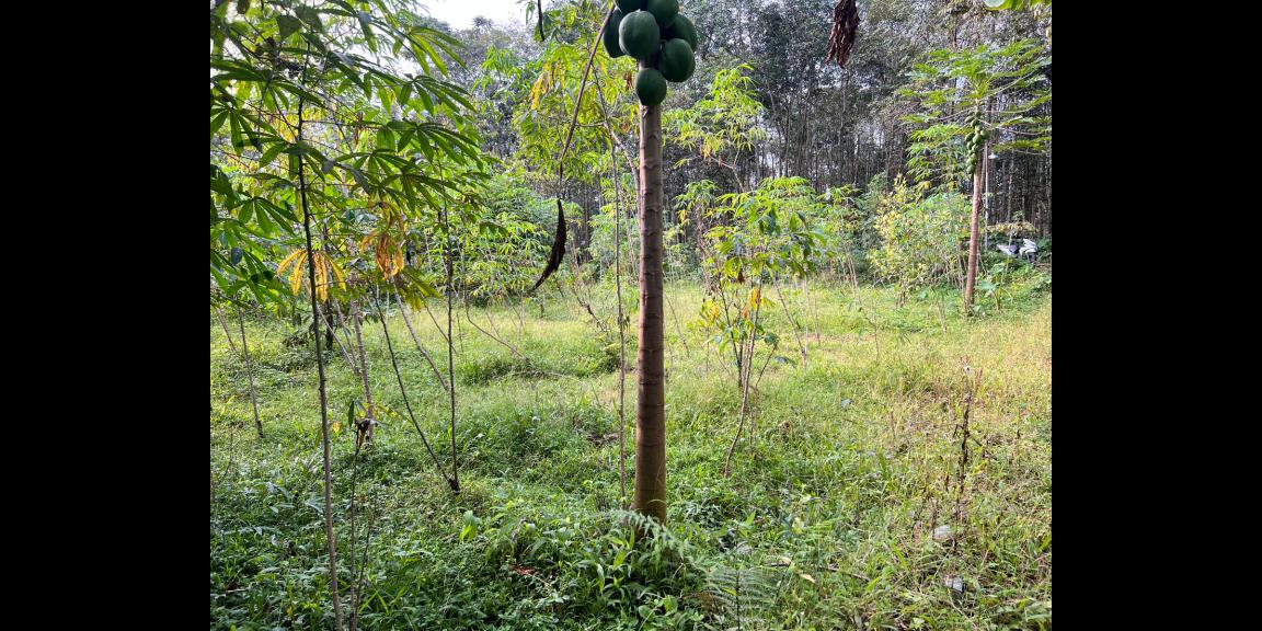 Jual Tanah Dekat Sungai Kemuning Ngargoyoso Jual Tanah Dekat Sungai Kemuning Ngargoyoso