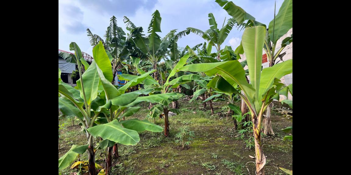 Tanah SHM 260m² Super Datar Ngargoyoso Karanganyar Tanah SHM 260m² Super Datar Ngargoyoso Karanganyar