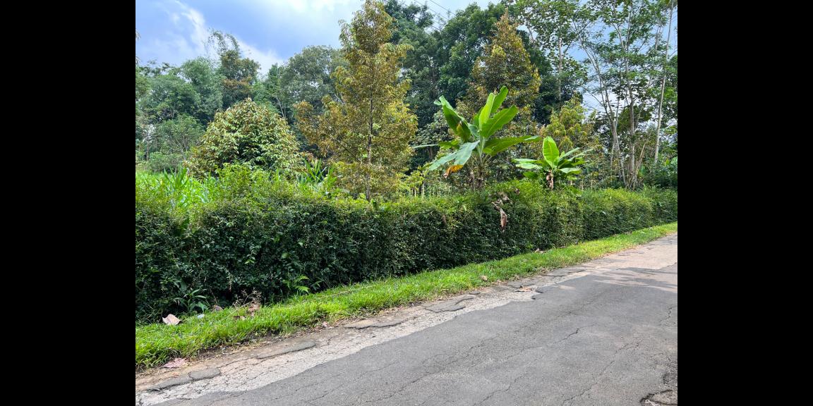 Jual Kebun Durian Karangpandan Karanganyar Jual Kebun Durian Karangpandan Karanganyar