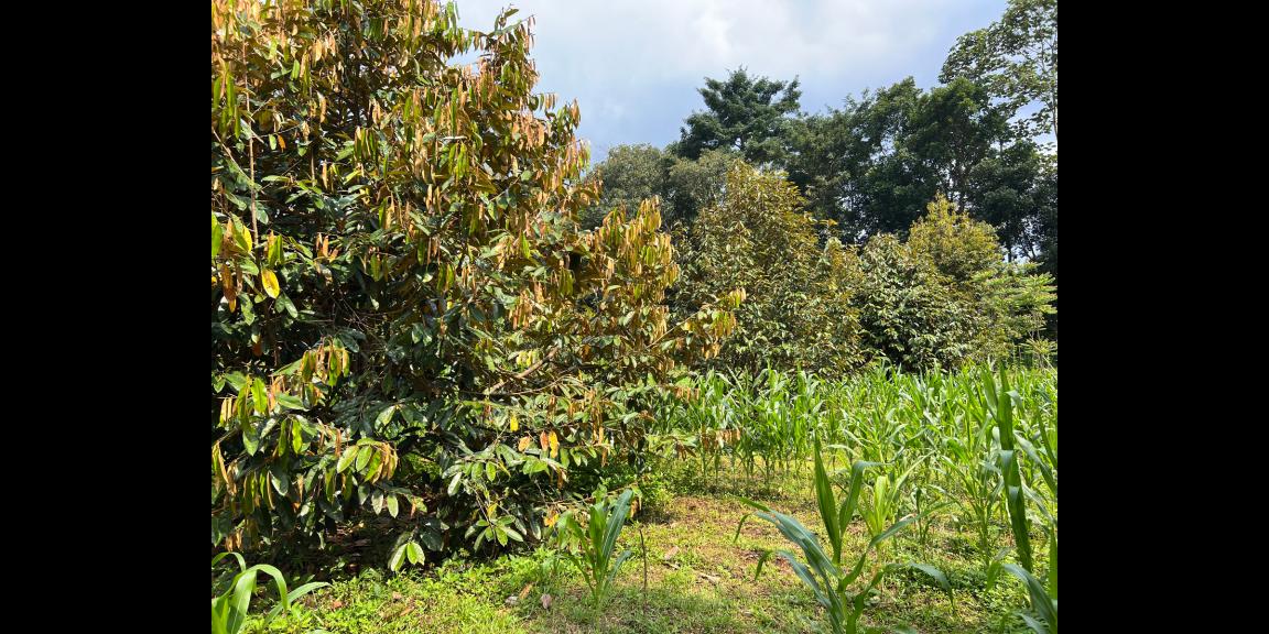 Jual Kebun Durian Karangpandan Karanganyar Jual Kebun Durian Karangpandan Karanganyar