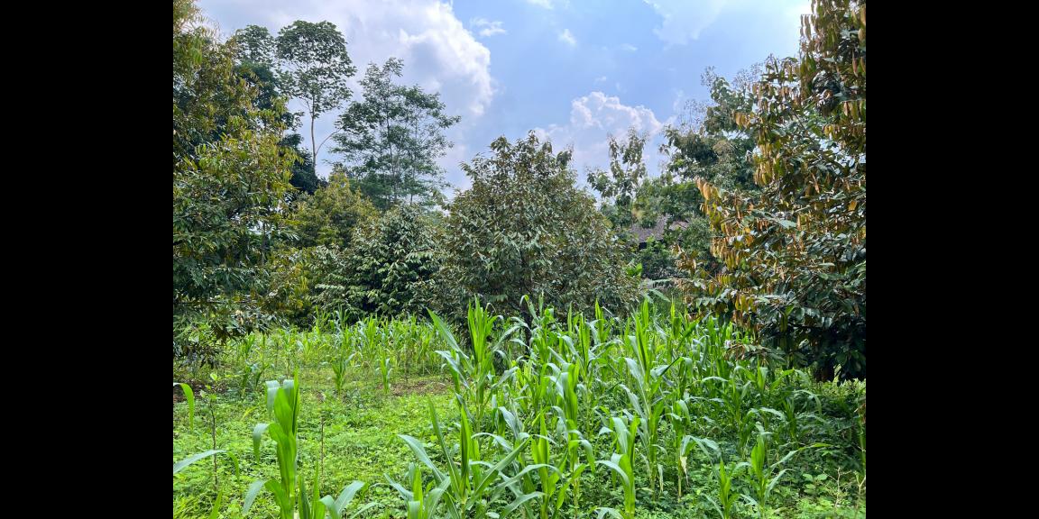 Jual Kebun Durian Karangpandan Karanganyar Jual Kebun Durian Karangpandan Karanganyar