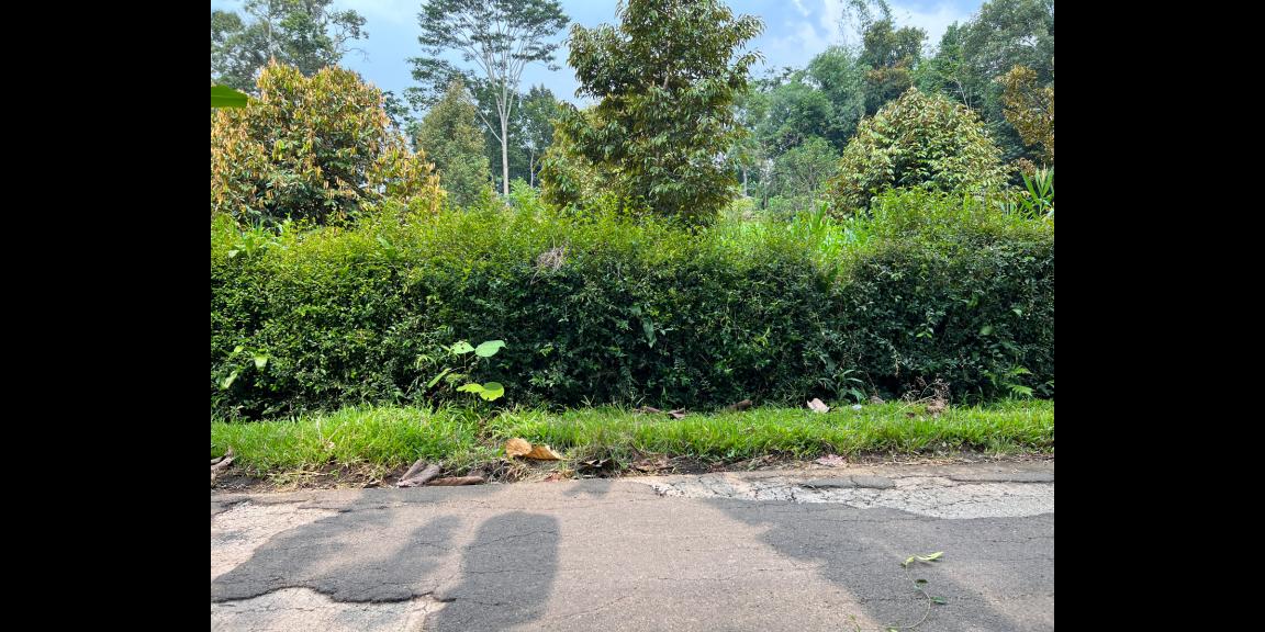 Jual Kebun Durian Karangpandan Karanganyar Jual Kebun Durian Karangpandan Karanganyar